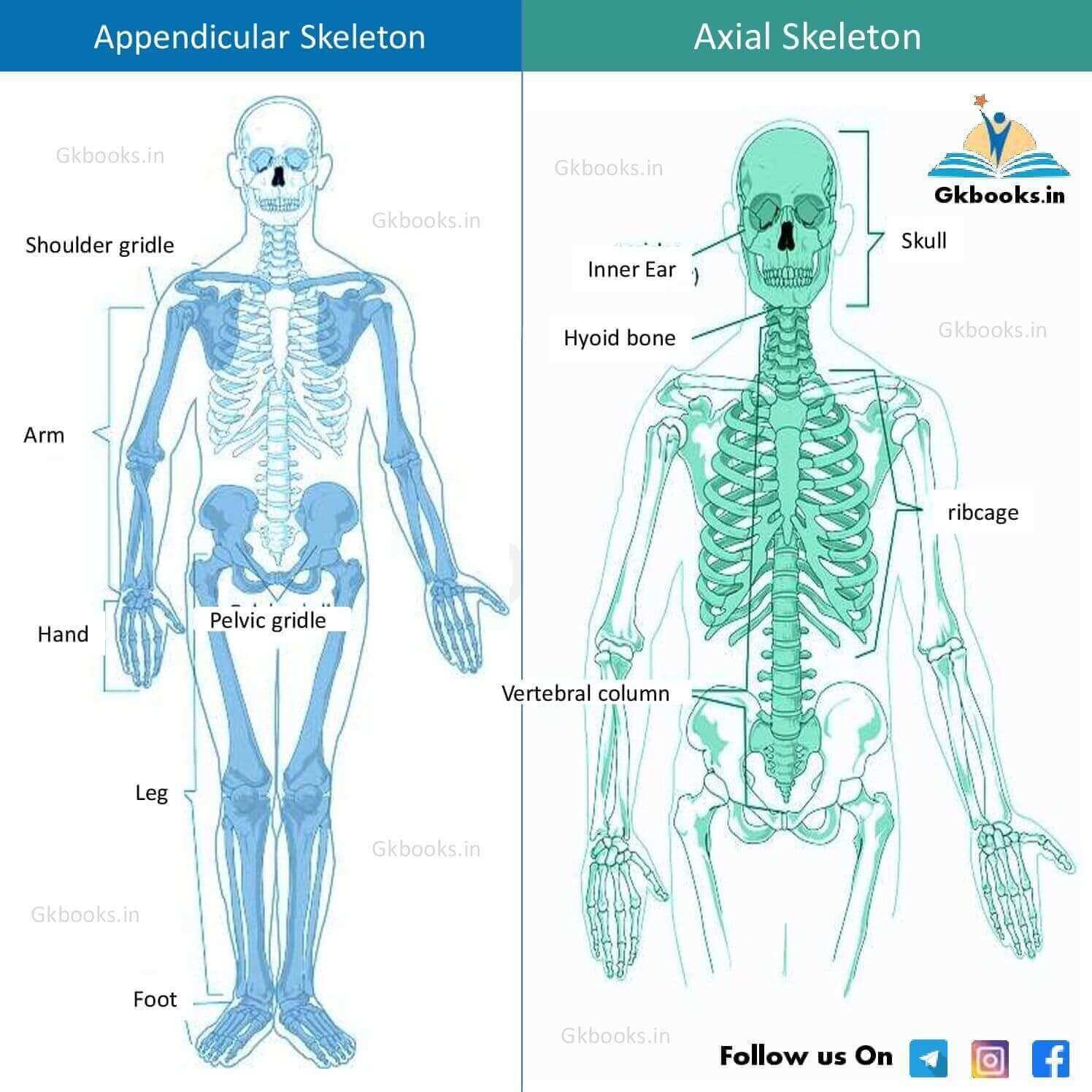 Diagram of Axial and Appendicular skeletal system of Human 