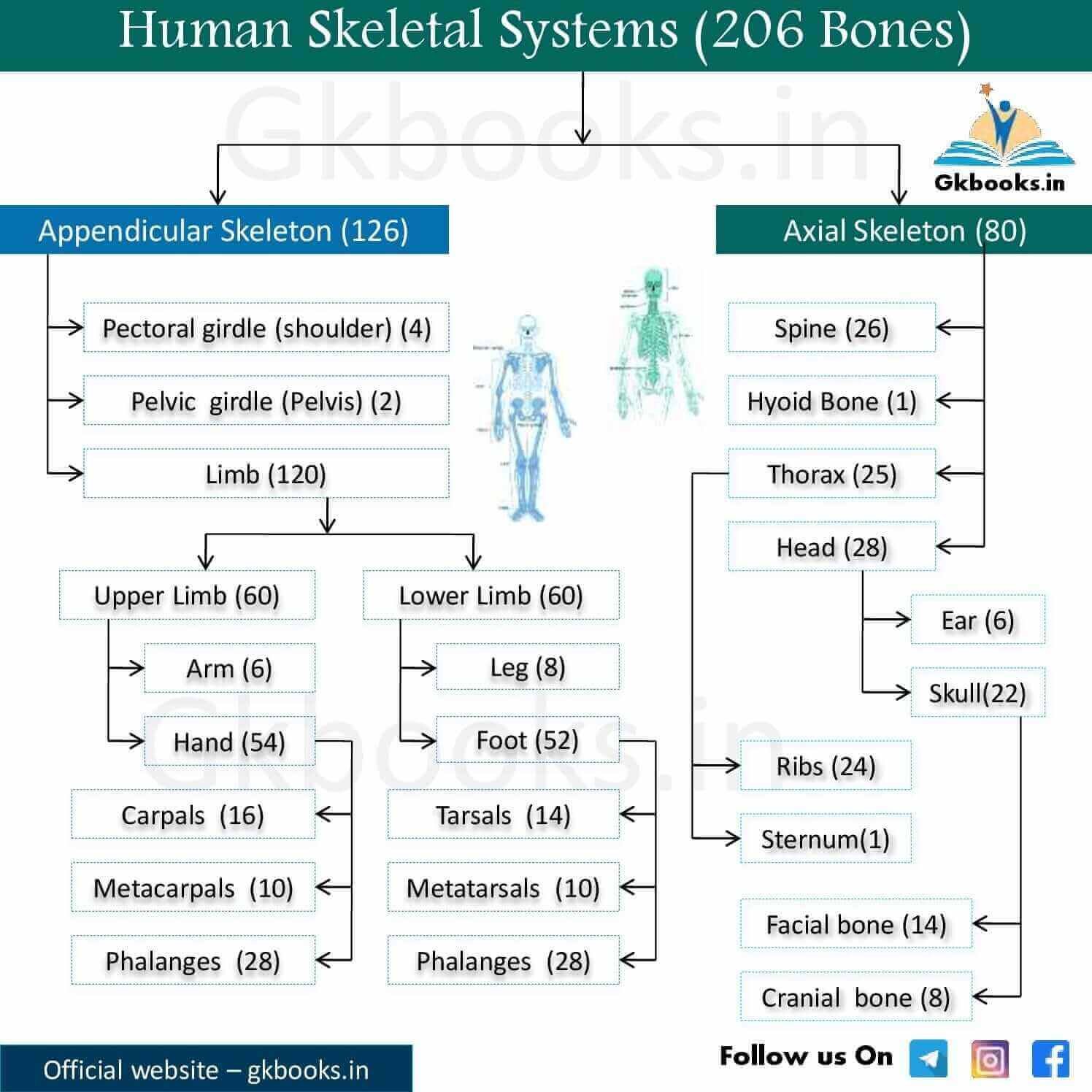 Human Skeletal Systems