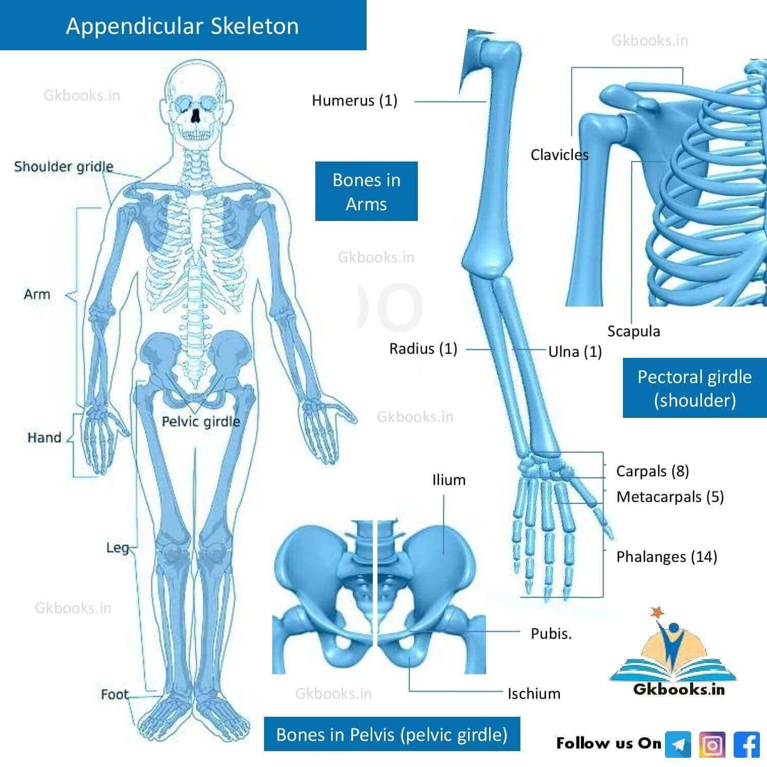 Appendicular Skeleton