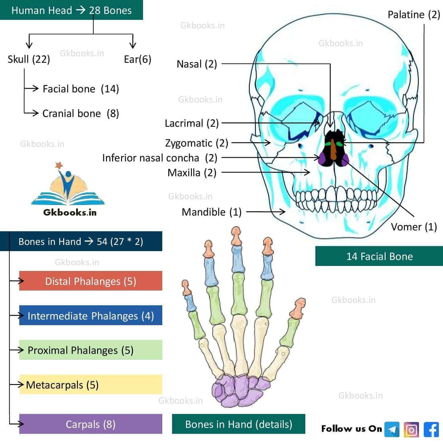 Bones in Skull and Bones in Hand