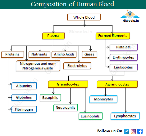 Composition of Human Blood