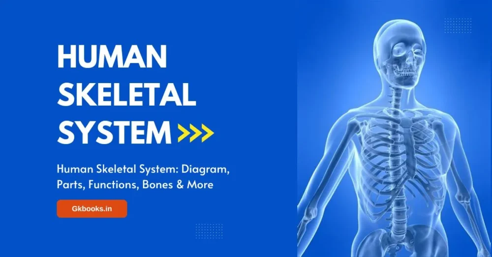 Human Skeletal System, Diagram, Parts, Functions, Bones & More