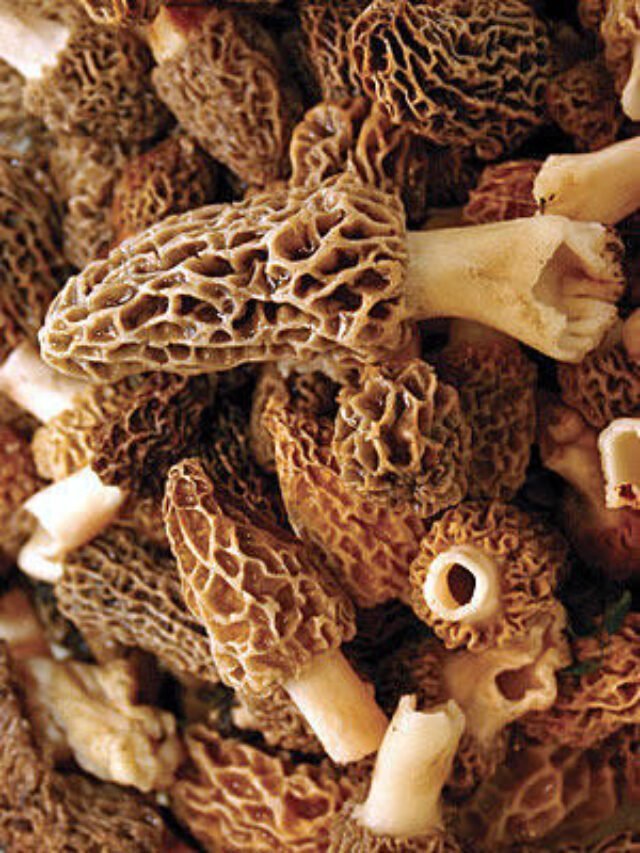 One of the most expensive Gucchi Mushroom