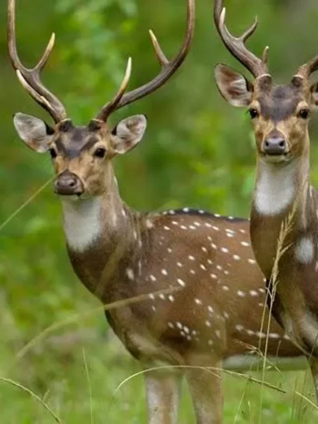 National Parks in West Bengal,  location and famous species