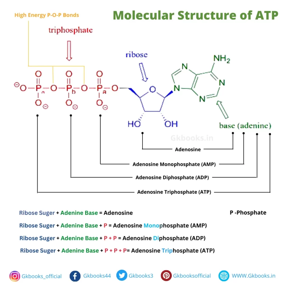 ATP full form in biology