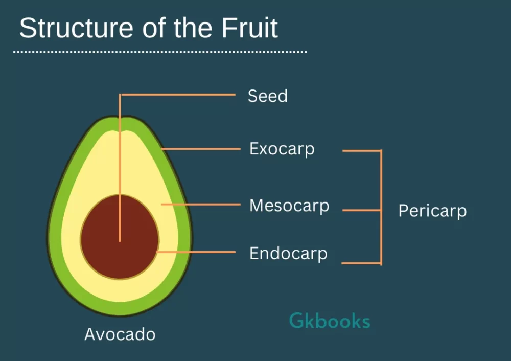 fruits and their edible parts