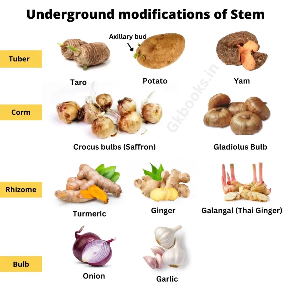 modified stem of a plant examples