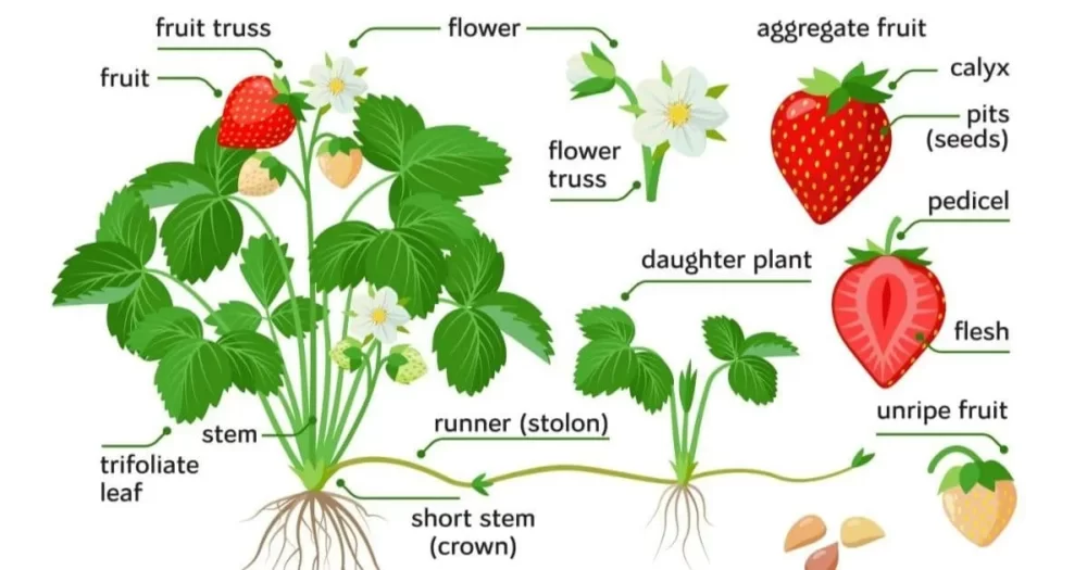 Modification of Stem