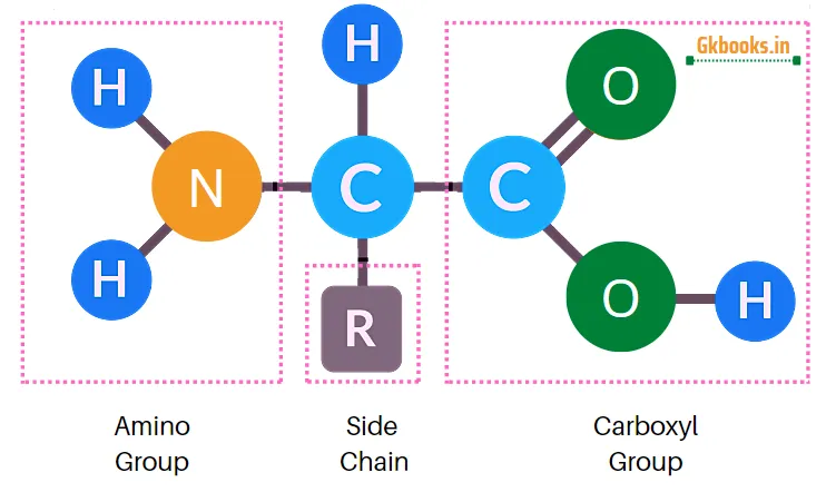 Essential Amino Acids