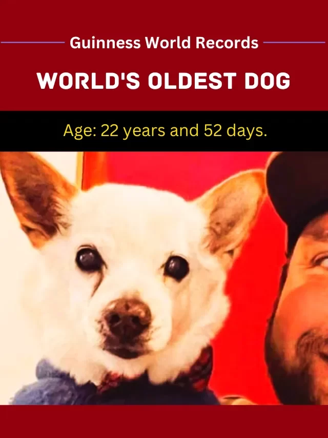 Secret behind the World’s oldest living dog, Guinness Record