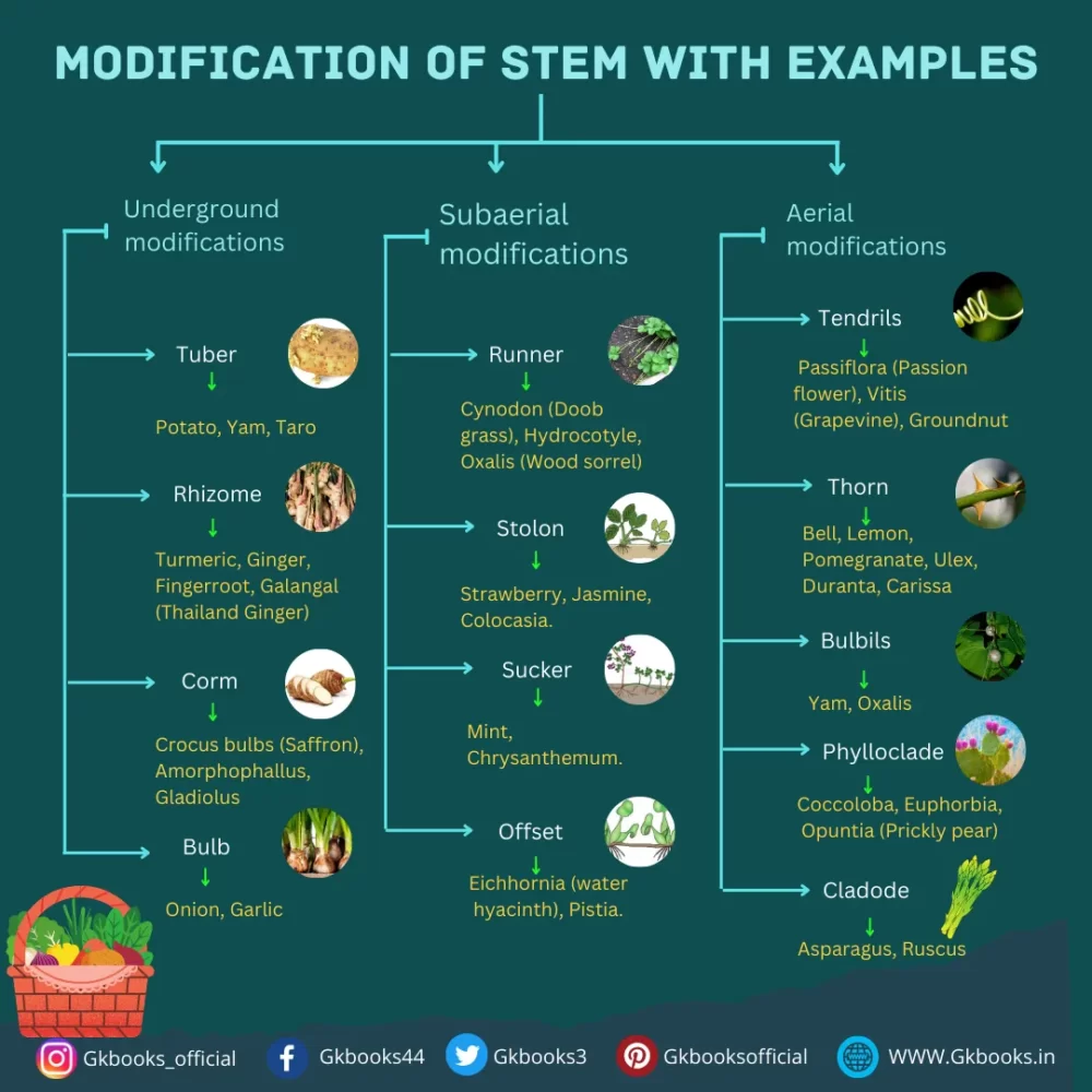 Modification of Stem with examples