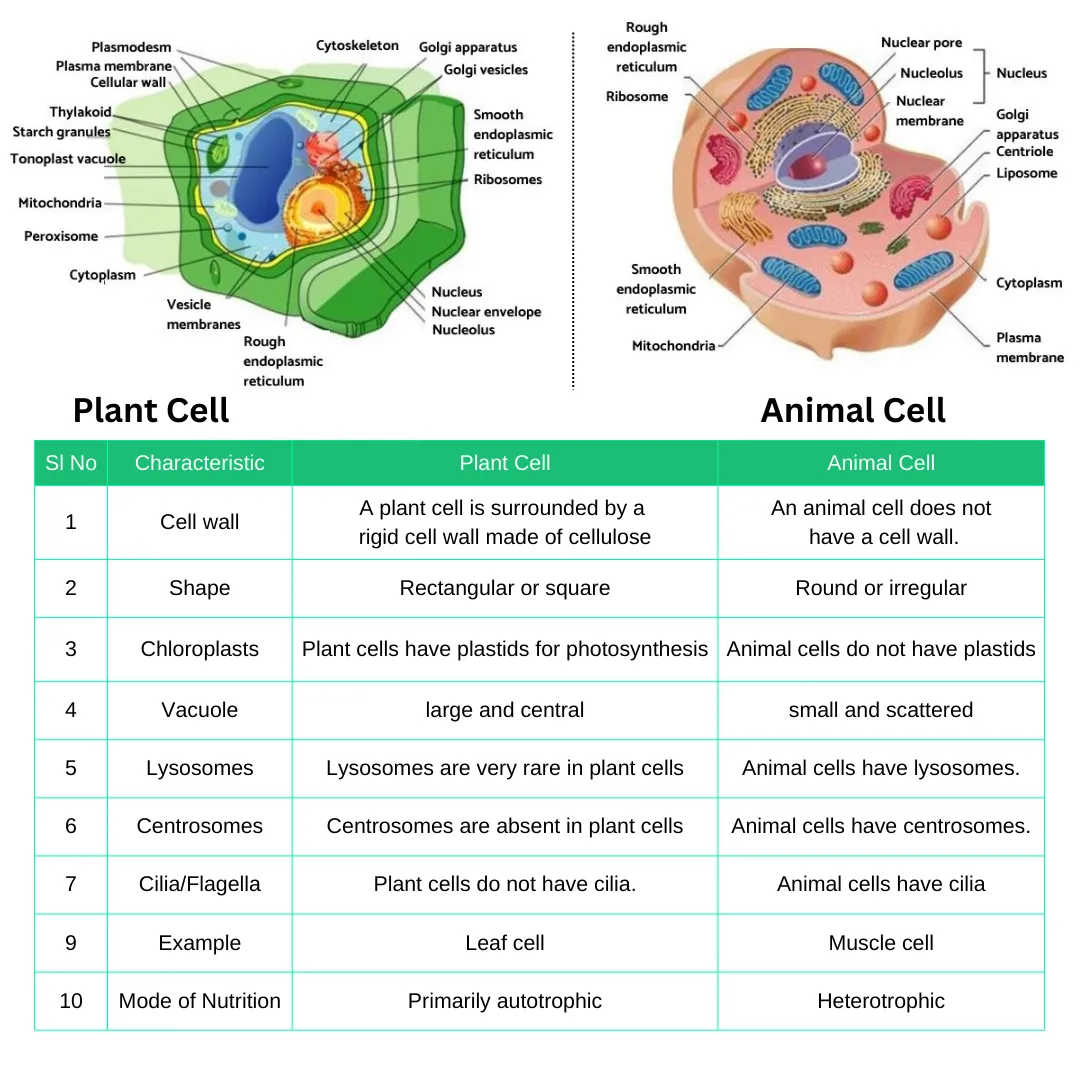 similarities and differences in plant and animal cells