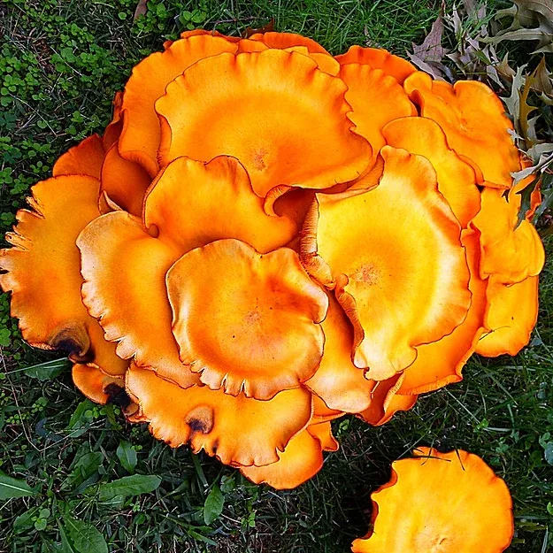 Jack-O'-Lantern mushroom