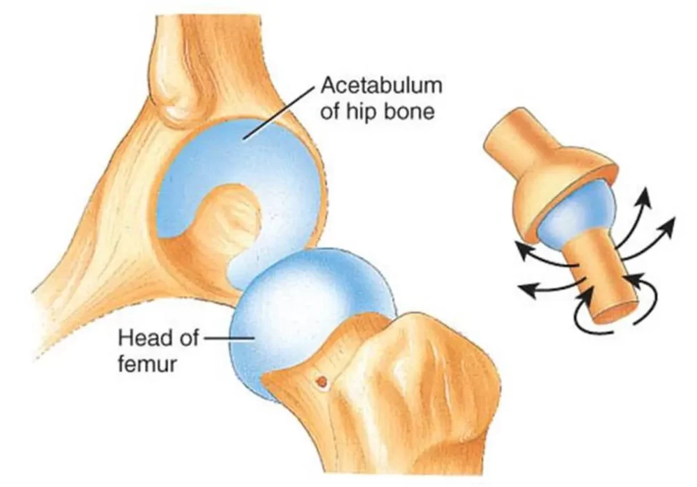 ball-and-socket joint