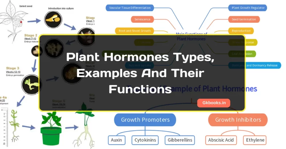 Plant Hormones And Their Functions Plant Hormones And Their Functions