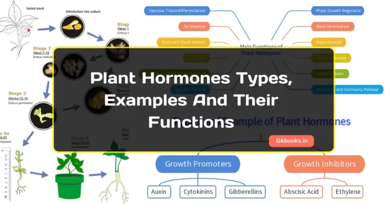 Plant Hormones And Their Functions
