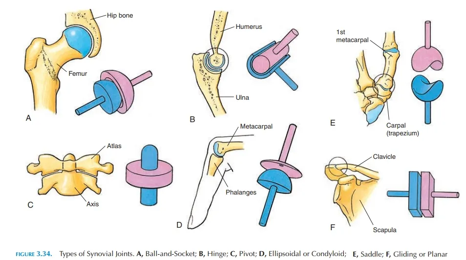 Six Types Synovial Joints