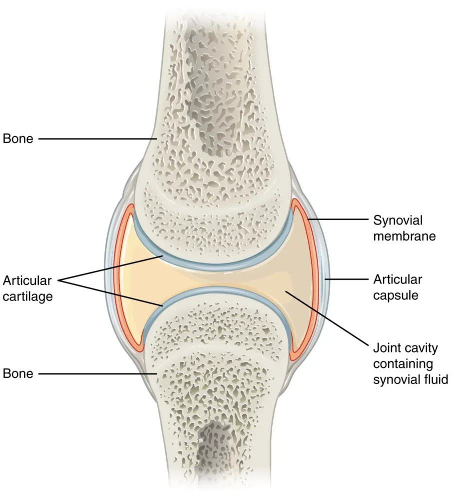 Structure of synovial joint