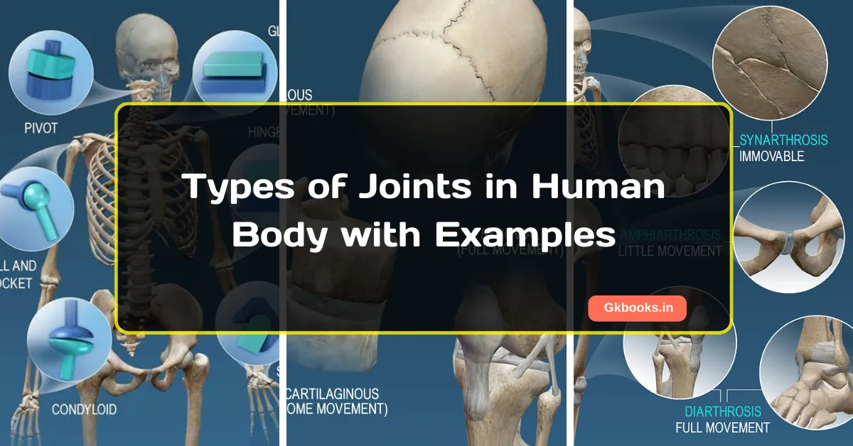 Types of Joints in Human Body with Examples