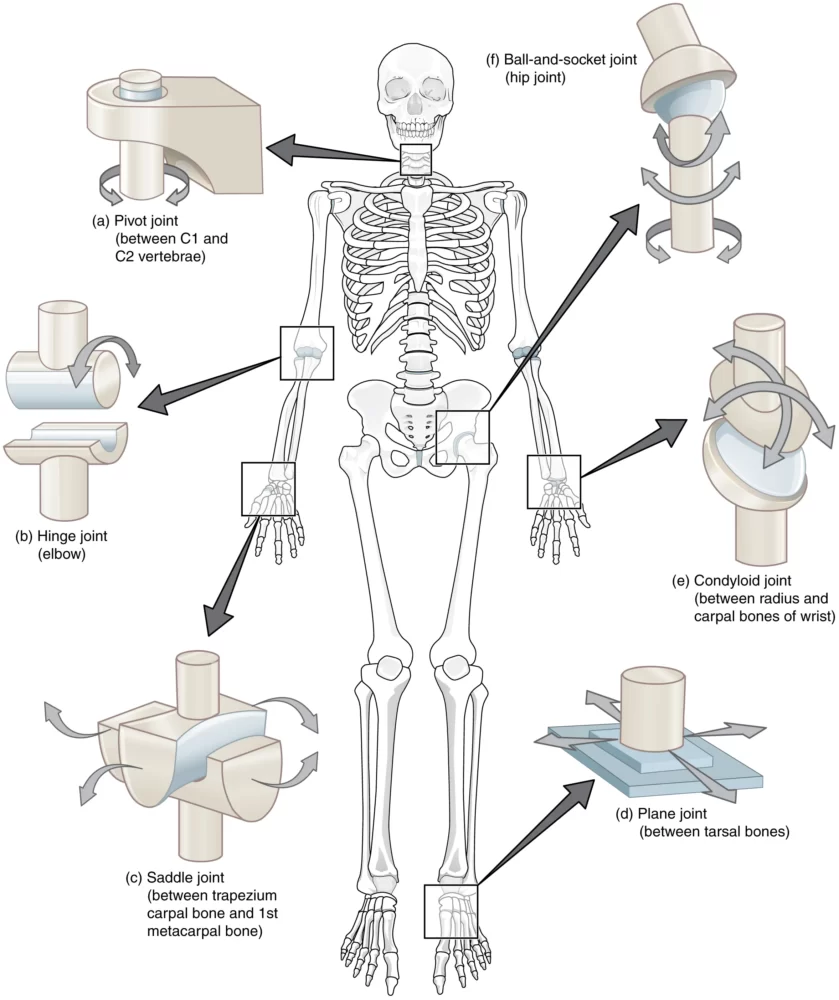 Types of Joints in Human Body