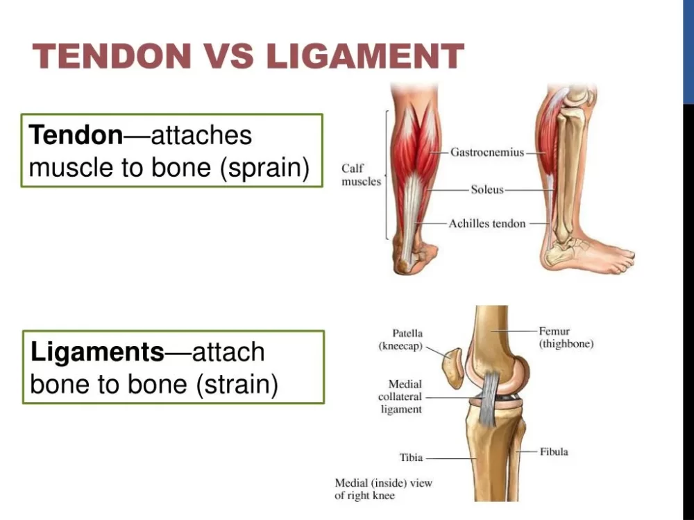 Tendons vs Ligaments