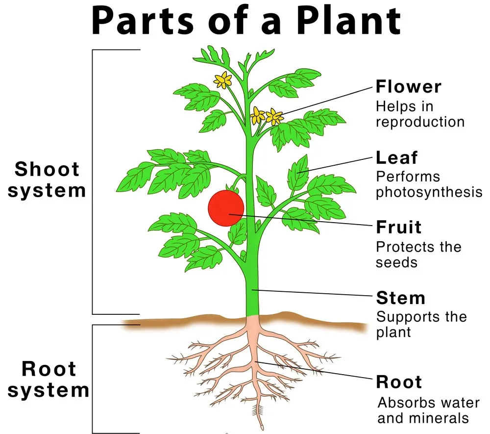 Parts of Plants 