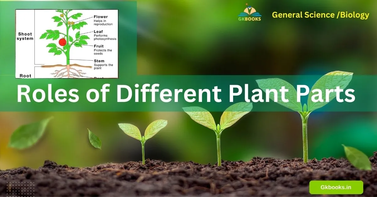 Roles of Different Plant Parts