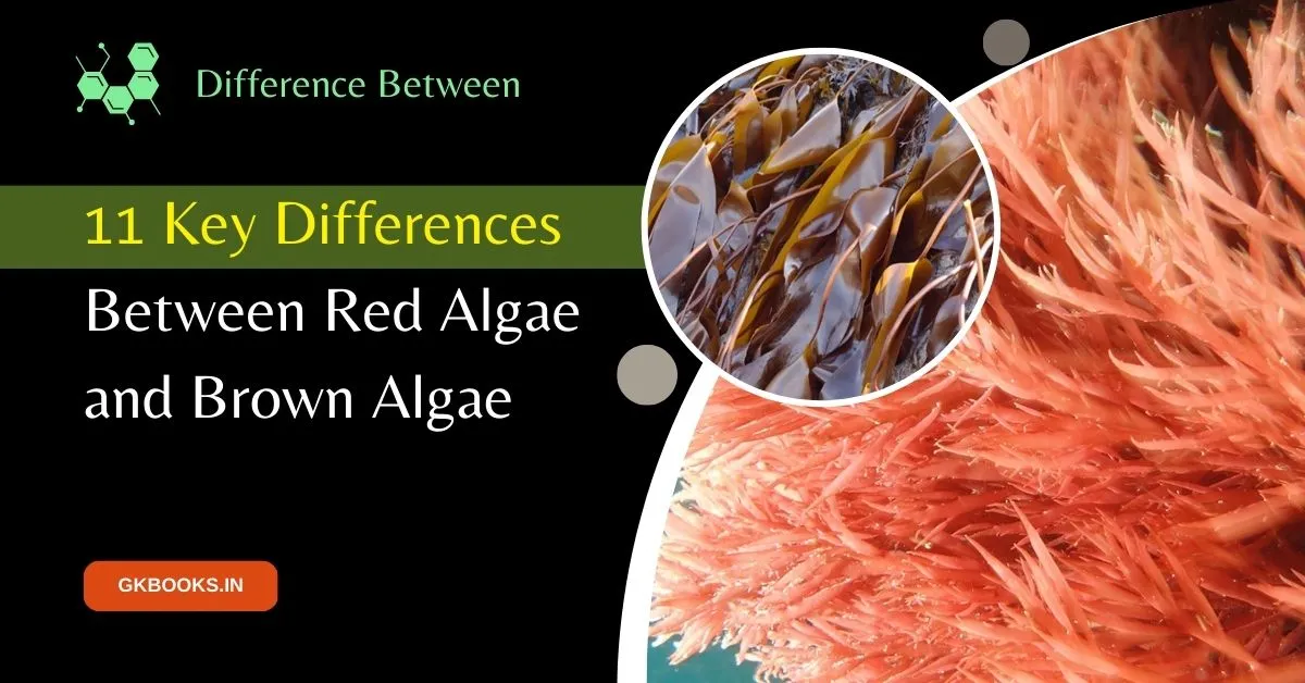 11 Key Differences Between Red Algae and Brown Algae