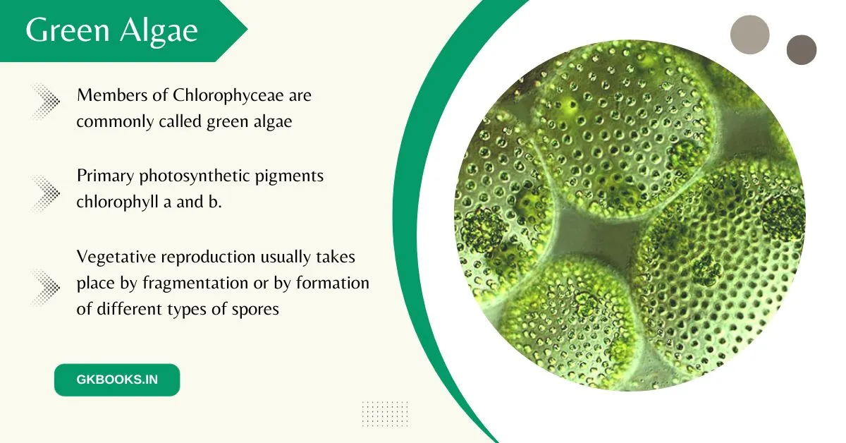 Brown Algae basic facts