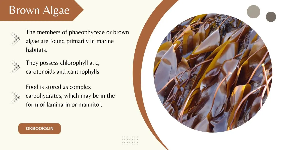 Brown Algae basic facts