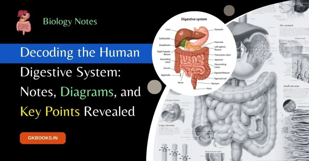 Decoding the Human Digestive System, Notes, Diagrams, and Key Points Revealed