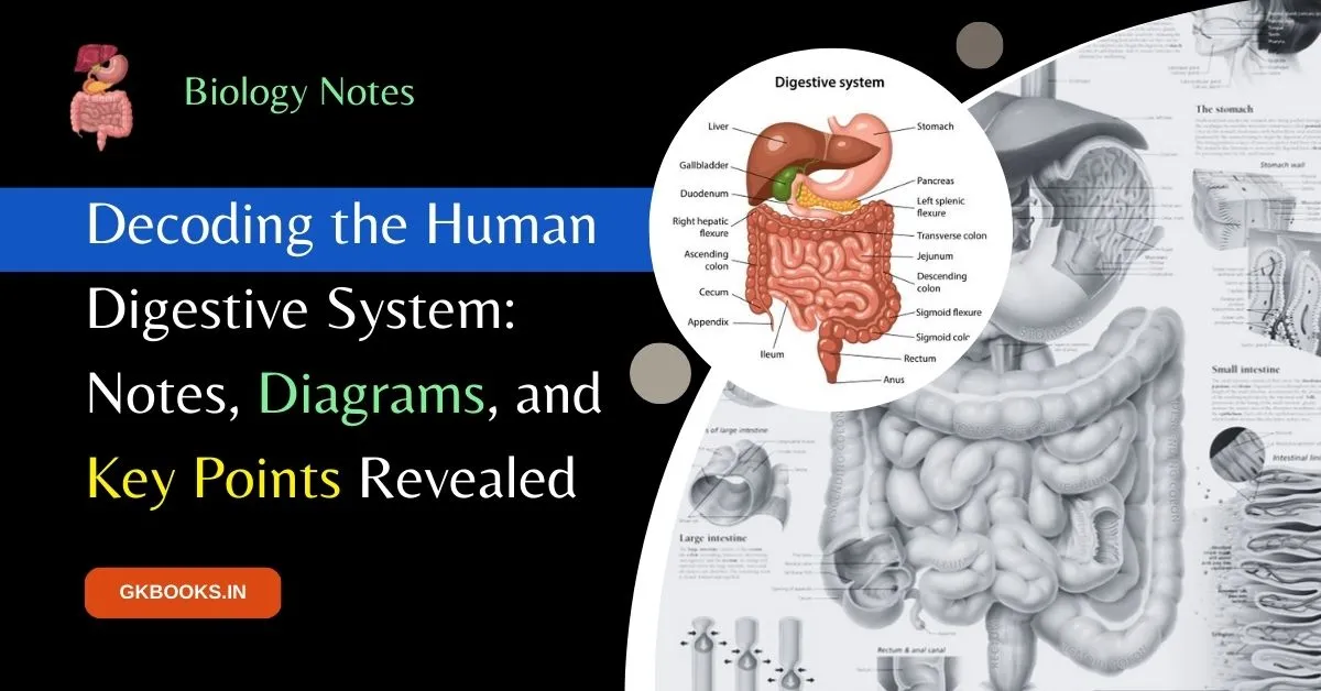 Decoding the Human Digestive System, Notes, Diagrams, and Key Points Revealed