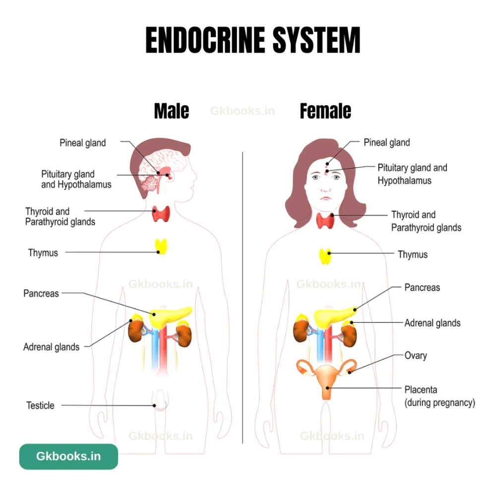 Endocrine Glands and the Hormones Secreted