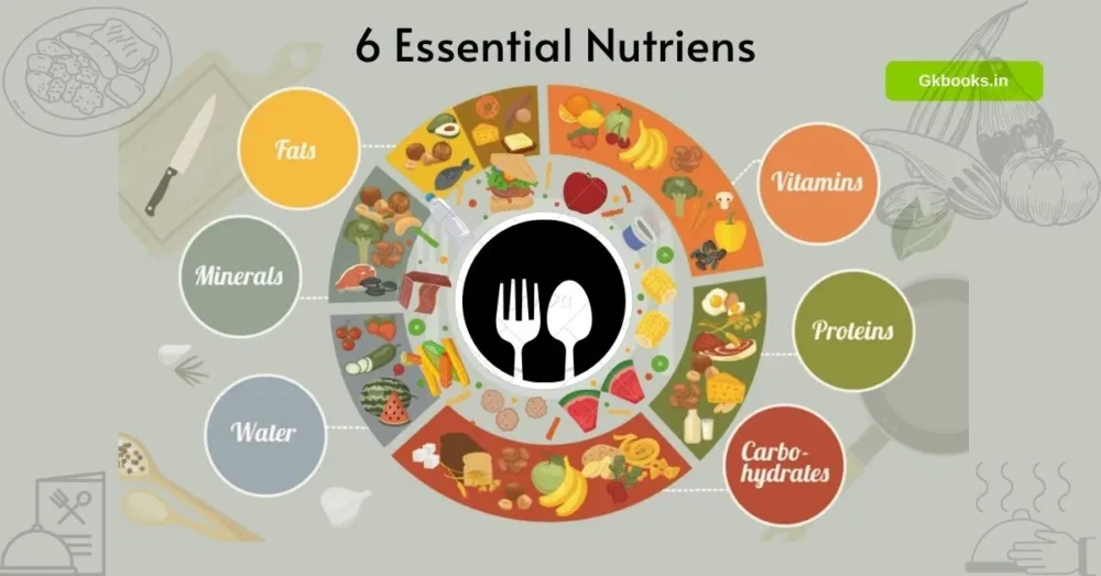 6 Essential Nutrients