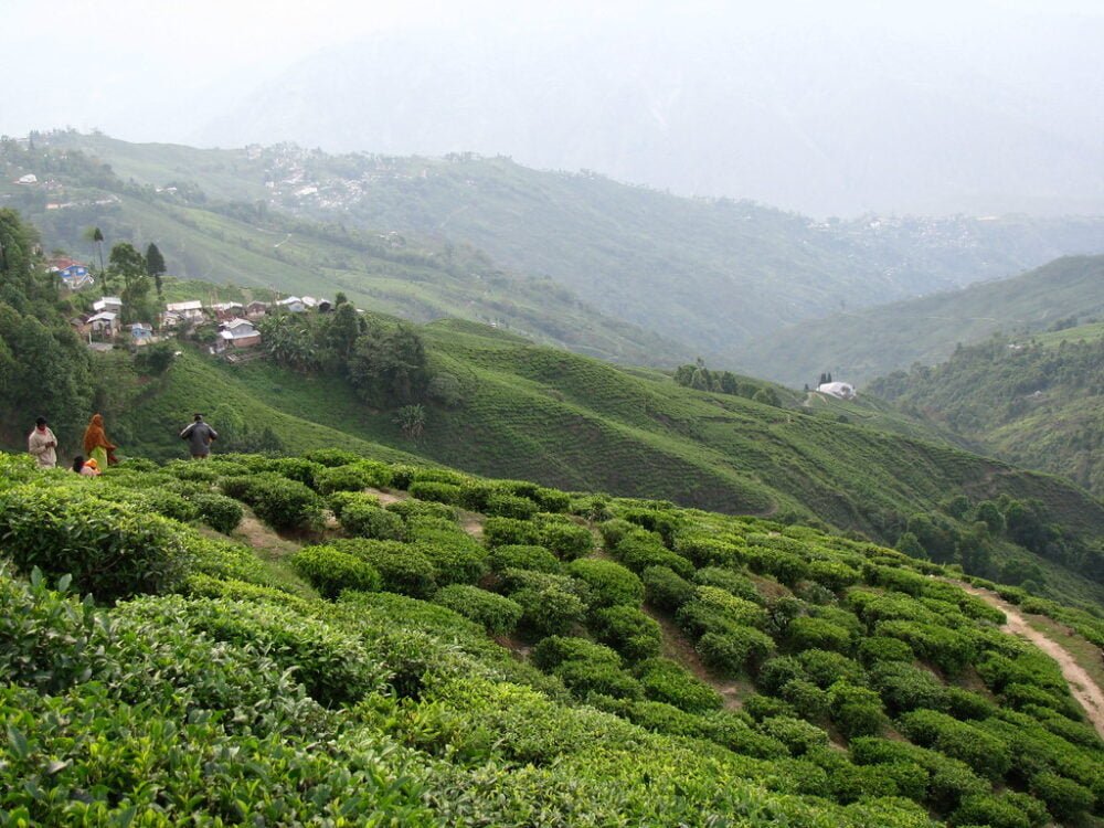 Darjeeling Tea Cultivated Area