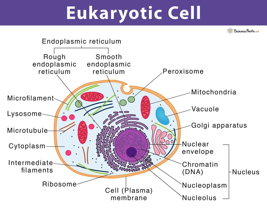 Eukaryotic Cell Diagram