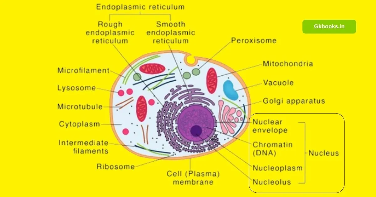 Eukaryotic Cells, Structure, Characteristics, Diagram, Example