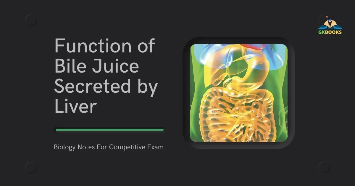 Function of Bile Juice Secreted by Liver