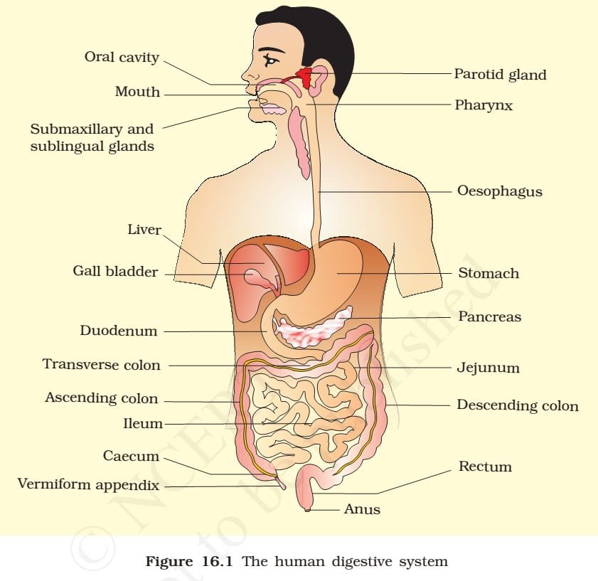 Parts of the Alimentary Canal