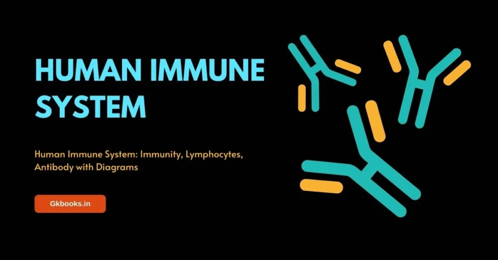 Human Immune System, Immunity, Lymphocytes, Antibody with Diagrams