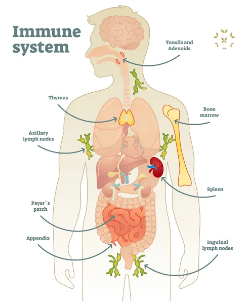 Human Immune System Organs