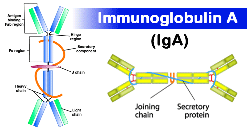 IgA Antibody