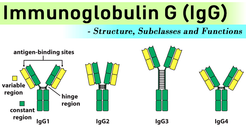 IgG Antibody