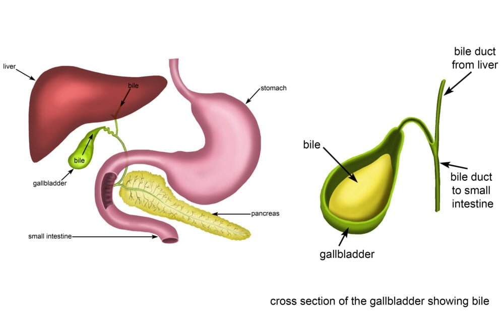 Inside Gallbladder