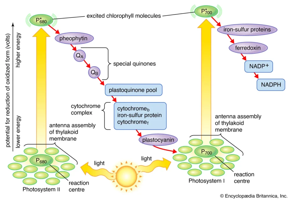 Light Reaction of Photosynthesis Diagram