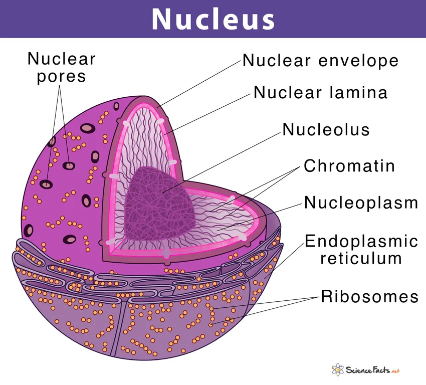 Nucleus Diagram