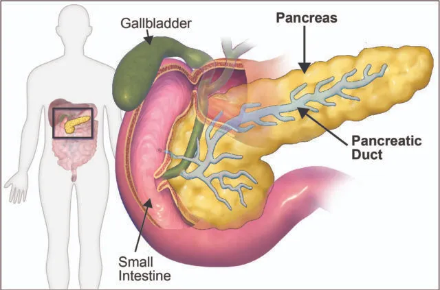 Pancreas Location