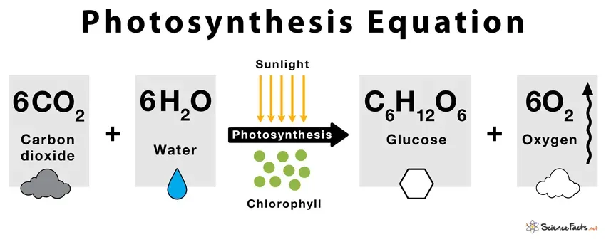 What are the Reactants and Products of Photosynthesis?