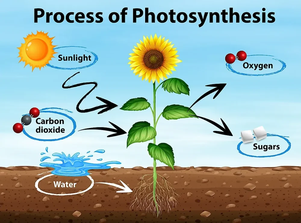  Process of Photo Synthesis