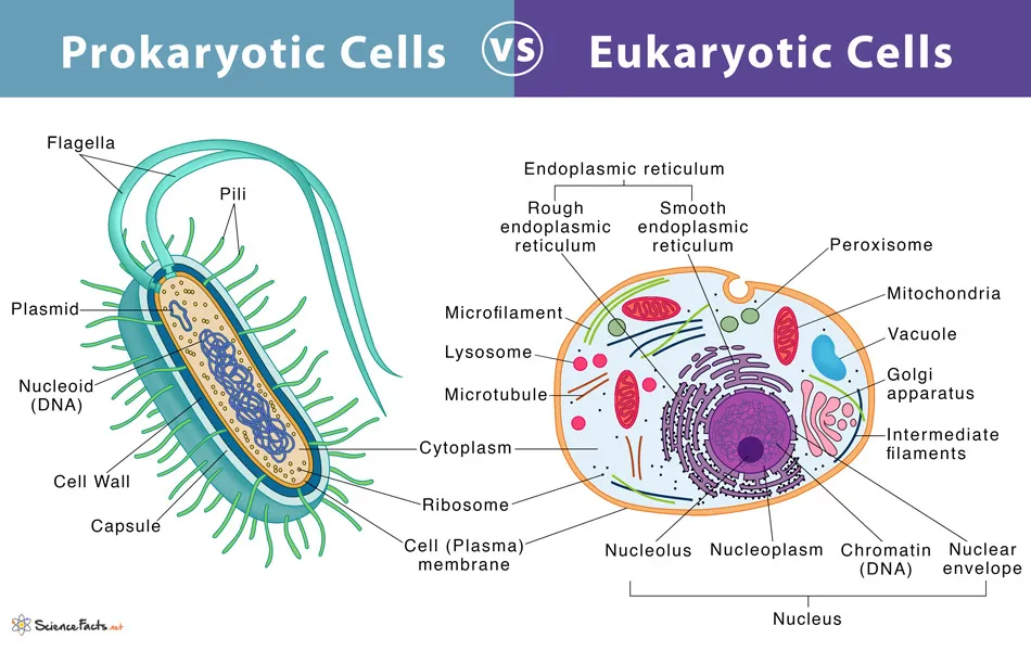 Prokaryotic Cell vs Eukaryotic Cells Diagram